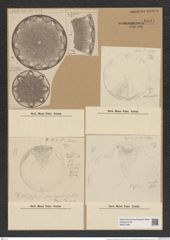Aulacodiscus orientalis Grev. (de-Toni-Nr.: Genus 182, Species 4534) Zeichnungen Sammlung Grunow Nr. 8131 (NHMW-BOT-W0377483)